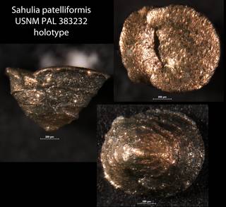 To NMNH Paleobiology Collection (Sahulia patelliformis USNM PAL 383232 holotype)