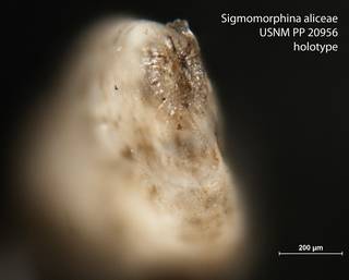 To NMNH Paleobiology Collection (Sigmomorphina aliceae USNM PP 20956 holotype 2)
