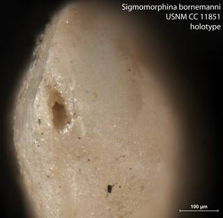 To NMNH Paleobiology Collection (Sigmomorphina bornemanni USNM CC 11851 holotype 2)