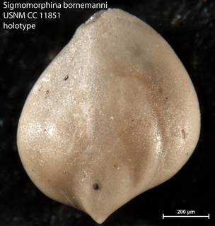 To NMNH Paleobiology Collection (Sigmomorphina bornemanni USNM CC 11851 holotype 1)