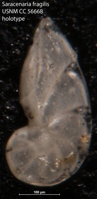 To NMNH Paleobiology Collection (Saracenaria fragilis USNM CC 56668 holotype)