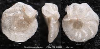To NMNH Paleobiology Collection (Cibicides protuberans USNM PAL 369270 holotype)