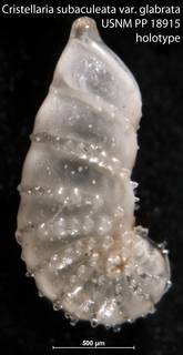 To NMNH Paleobiology Collection (Cristellaria subaculeata var. glabrata USNM PP 18915 holotype)