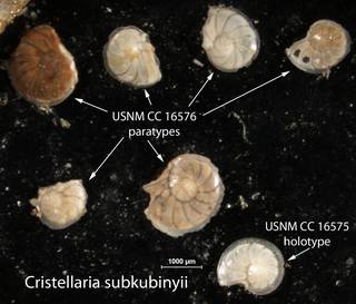To NMNH Paleobiology Collection (Cristellaria subkubinyii USNM CC 16575 holotype and CC 16576 paratypes)