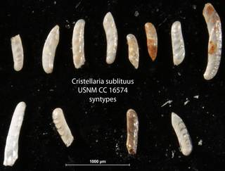 To NMNH Paleobiology Collection (Cristellaria sublituus USNM CC 16574 syntypes)