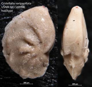To NMNH Paleobiology Collection (Cristellaria varipapillata USNM MO 548998 holotype)