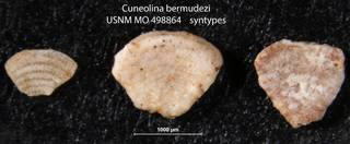 To NMNH Paleobiology Collection (Cuneolina bermudezi USNM MO 498864 syntypes)