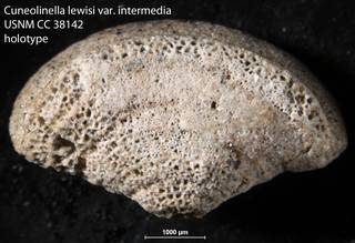 To NMNH Paleobiology Collection (Cuneolinella lewisi var. intermedia USNM CC 38142 holotype)