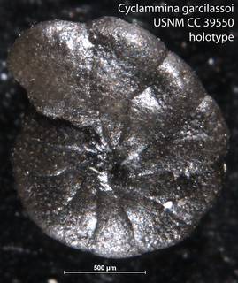To NMNH Paleobiology Collection (Cyclammina garcilassoi USNM CC 39550 holotype 1)