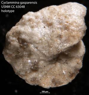 To NMNH Paleobiology Collection (Cyclammina gasparensis USNM CC 63048 holotype)