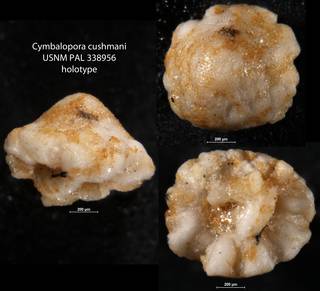 To NMNH Paleobiology Collection (Cymbalopora cushmani USNM PAL 338956 holotype)