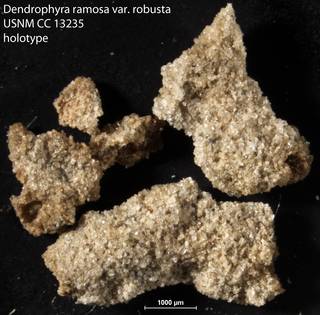 To NMNH Paleobiology Collection (Dendrophyra ramosa var. robusta USNM CC 13235 holotype)