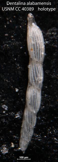 To NMNH Paleobiology Collection (Dentalina alabamensis USNM CC 40389 holotype)