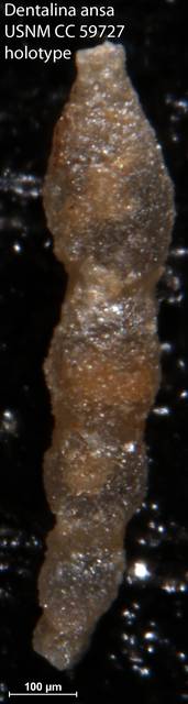 To NMNH Paleobiology Collection (Dentalina ansa USNM CC 59727 holotype)