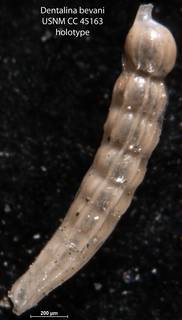 To NMNH Paleobiology Collection (Dentalina bevani USNM CC 45163 holotype)