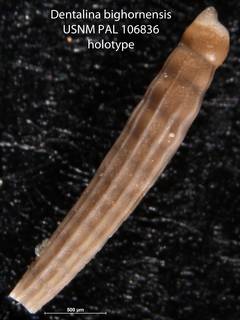 To NMNH Paleobiology Collection (Dentalina bighornensis USNM PAL 106836 holotype)