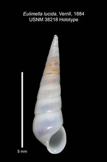 To NMNH Extant Collection (IZ MOL 38218 Holotype Shell apertural view)