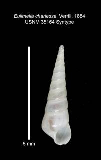 To NMNH Extant Collection (IZ MOL 35164 Syntype Shell 1 apertural view)