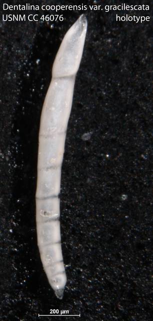 To NMNH Paleobiology Collection (Dentalina cooperensis var. gracilescata USNM CC 46076 holotype)