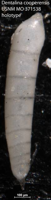To NMNH Paleobiology Collection (Dentalina cooperensis USNM MO 371538 holotype)