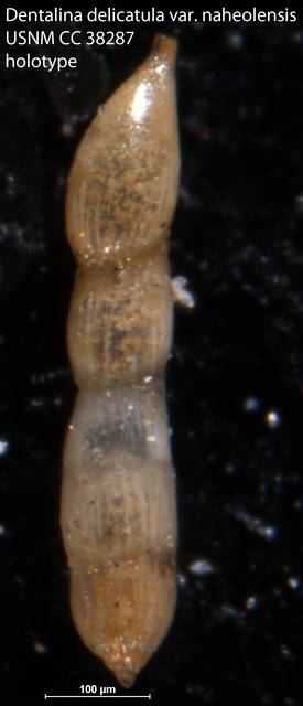 To NMNH Paleobiology Collection (Dentalina delicatula var. naheolensis USNM CC 38287 holotype)