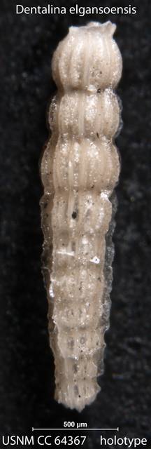 To NMNH Paleobiology Collection (Dentalina elgansoensis USNM CC 64367 holotype)