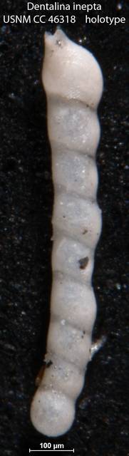 To NMNH Paleobiology Collection (Dentalina inepta USNM CC 46318 holotype)