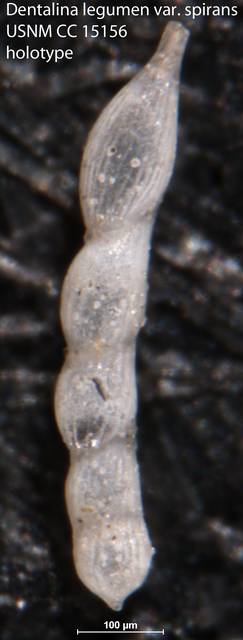 To NMNH Paleobiology Collection (Dentalina legumen var. spirans USNM CC 15156 holotype)