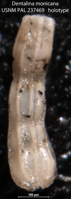 To NMNH Paleobiology Collection (Dentalina monicana USNM PAL 237469 holotype)