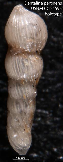 To NMNH Paleobiology Collection (Dentalina pertinens USNM CC 24595 holotype)