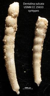 To NMNH Paleobiology Collection (Dentalina sulcata USNM CC 25653 syntypes)