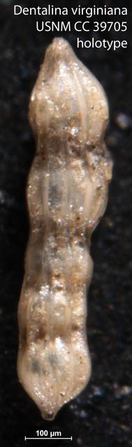 To NMNH Paleobiology Collection (Dentalina virginiana USNM CC 39705 holotype)