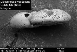 To NMNH Paleobiology Collection (Discorinopsis vadescens USNM CC 56647 holotype 3)