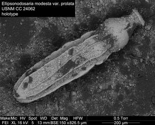 To NMNH Paleobiology Collection (Ellipsonodosaria modesta var. prolata USNM CC 24062 holotype)