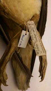 To NMNH Extant Collection (USNM 464743 Anser albifrons - tags)