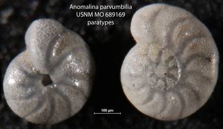 To NMNH Paleobiology Collection (Anomalina parvumbilia USNM MO 689169 paratypes)