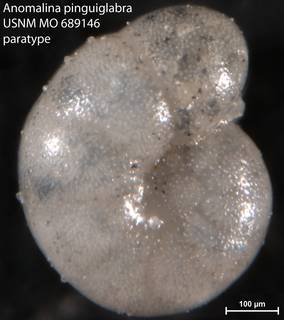 To NMNH Paleobiology Collection (Anomalina reinholdi USNM CC 48697 paratype left)