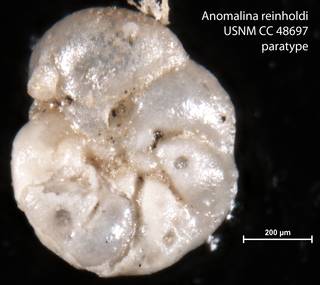 To NMNH Paleobiology Collection (Anomalina reinholdi USNM CC 48697 paratype)