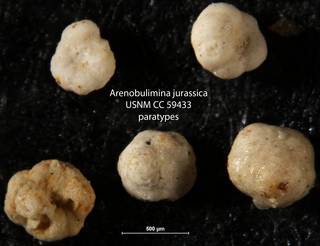 To NMNH Paleobiology Collection (Arenobulimina jurassica USNM CC 59433 paratypes)