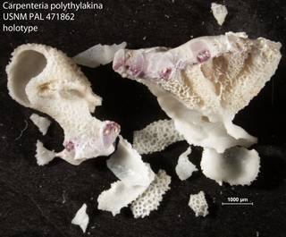 To NMNH Paleobiology Collection (Carpenteria polythylakina USNM PAL 471862 holotype)