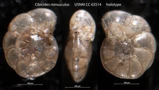 To NMNH Paleobiology Collection (Cibicides minusculus USNM CC 63514 holotype)