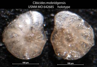 To NMNH Paleobiology Collection (Cibicides mobridgensis USNM MO 642685 holotype)