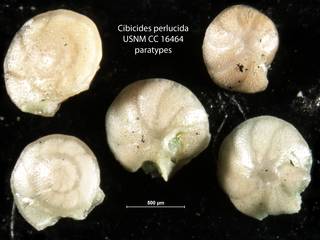 To NMNH Paleobiology Collection (Cibicides perlucida USNM CC 16464 paratypes)