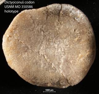 To NMNH Paleobiology Collection (Dictyoconus codon USNM MO 350586 holotype 2)