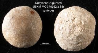 To NMNH Paleobiology Collection (Dictyoconus gunteri USNM MO 370952 syntypes)