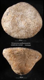 To NMNH Paleobiology Collection (Dictyoconus puilboreauensis USNM MO 350587 holotype)