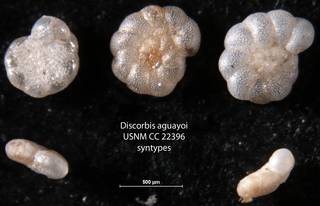 To NMNH Paleobiology Collection (Discorbis aguayoi USNM CC 22396 syntypes)