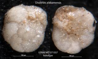 To NMNH Paleobiology Collection (Discorbis alabamensis USNM MO 371557 holotype)