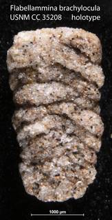 To NMNH Paleobiology Collection (Flabellammina brachylocula USNM CC 35208 holotype)