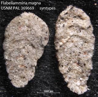 To NMNH Paleobiology Collection (Flabellammina magna USNM PAL 369669 syntypes)